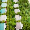 Aerial shot of tropical villas surrounded by vibrant palm trees and lush greenery.