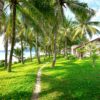 Lush tropical resort featuring palm trees and ocean view with a clear pathway leading to charming houses.